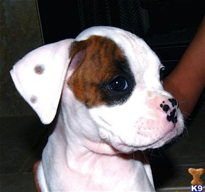 AKC registered Champion Bloodlines